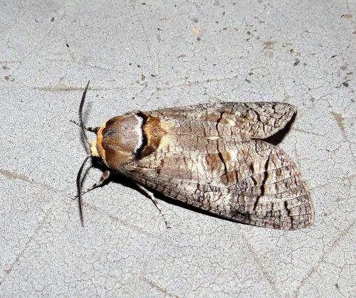 Réf. 304 952 : Cossus cossus